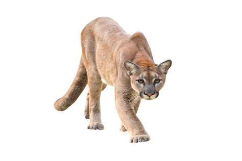 cougar in spanish translation|what does cougar mean.